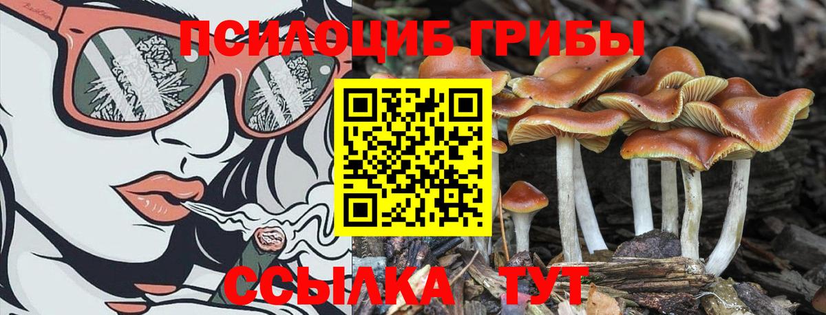 сколько стоит  Галлюциногенные грибы мицелий  Вход с VPN  Заводоуковск 